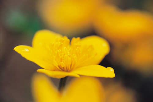 Yellow flower in hands